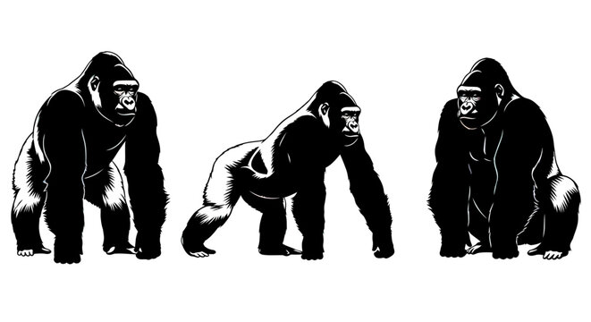 Three gorillas in different poses standing 1.