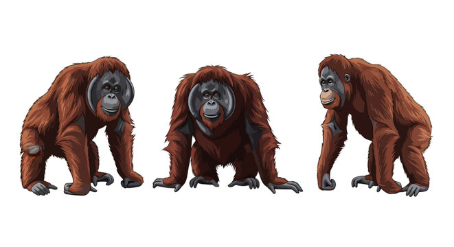 Three orangutans standing on all fours.