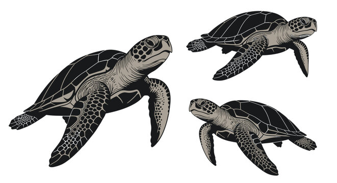 Three Sea Turtles Swimming Together.