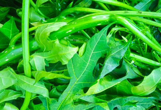 close up of fresh green Japanese papaya leaves with detailed texture