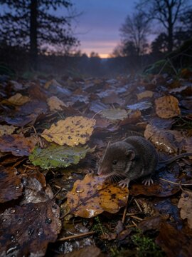 European shrew in damp woodland leaves at dusk