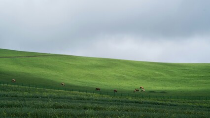 Fototapeta premium Peaceful Rural Landscape Rolling Green Grassy Hills Overcast Grey Sky Green Fence Brown Cows Grazing Foreground Small Yellow Flowers Serene Natural Realistic Photography