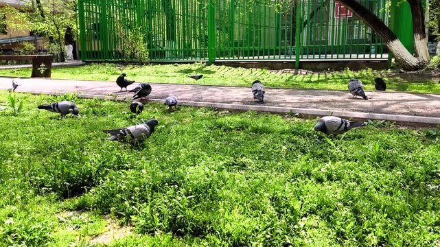 Flock of pigeons feeding on a green grass lawn in a public park. Several grey pigeons peck at food and walk around a vibrant green lawn next to a paved path. 