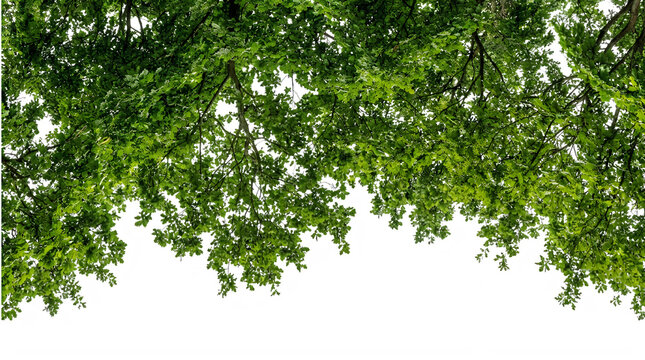 Green tree branches and leaves frame isolated on white background
