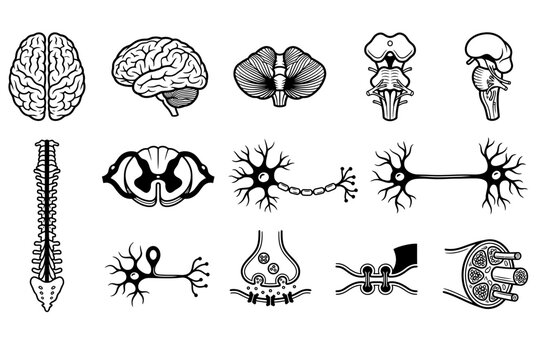 Human internal organs and neurology science icon set