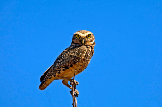 Animais. Aves. Corujas (Athena cunicularia).