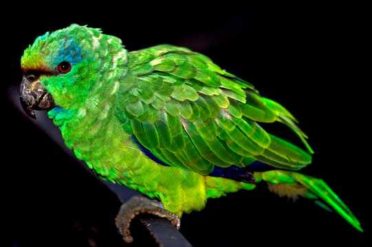 Periquito