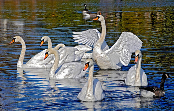 Cisne