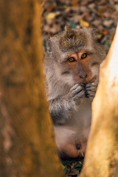 Long-Tailed Macaque Monkey Peeking Between Trees, Bali, Indonesia