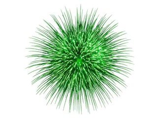 Obraz premium A single green plant in a spherical shape, composed of many thin leaves spreading outwards, resembling a dandelion puff or a grass ball
