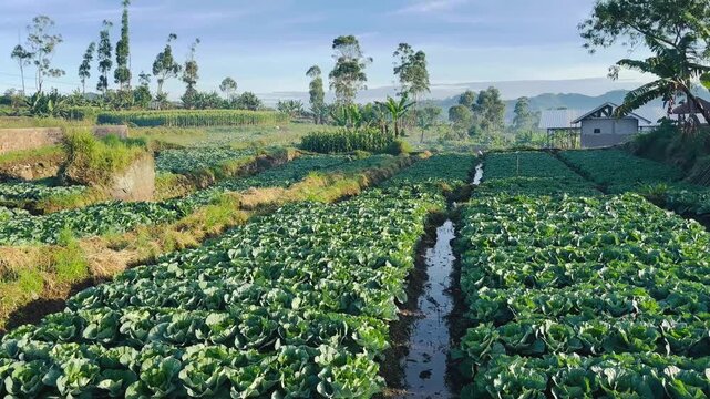 Fresh vegetable fields growing in neat rows across a peaceful countryside, showcasing sustainable farming practices and productive agricultural landscapes