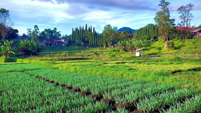 Lush green scallion fields stretching across a tropical countryside under dramatic blue skies, highlighting sustainable farming and peaceful agricultural scenery