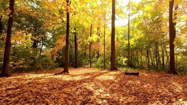 A beautiful forest scene at the peak of autumn. The forest floor appears completely blanketed by a carpet of fallen, dry leaves in shades of orange and golden yellow. 