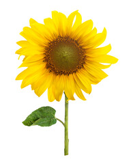 Obraz premium Sunflower png element, blooming flower, transparent background