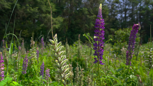 Purple and white lupines in wild meadow with green forest behind in summer