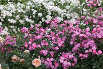 Fototapeta premium 川崎の生田緑地公園、春の薔薇園。