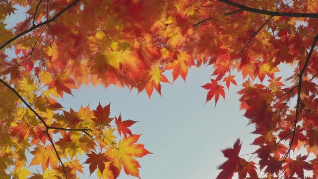 Beautiful canopy of vibrant red and yellow autumn maple leaves framed against a clear, bright sky, capturing the essence of the fall season.