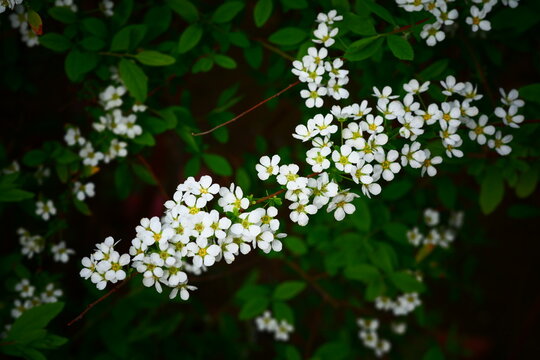 Blooming Spiraea thunbergii

