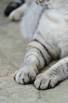 close up of silver tabby cat paws resting on stone ground, macro shot of fluffy grey feline paws with claws slightly visible, cute domestic cat feet texture details