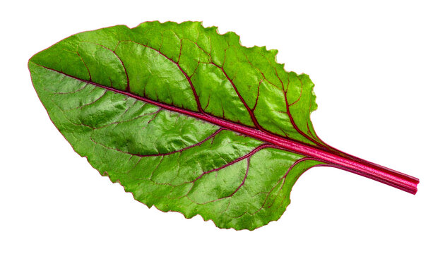 One fresh beetroot leaf isolated on transparent background, vibrant green leaf with red veins
