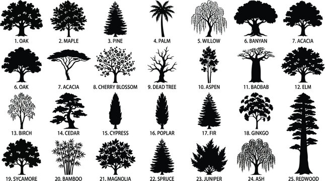 Black and white of 25 different types of trees, labeled with names tree types tree species