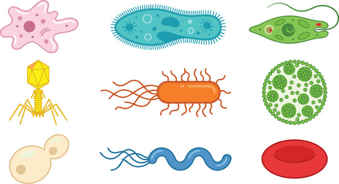 Microbiology Microorganism Vector Icon Set Featuring Amoeba Paramecium Euglena Bacteriophage Algae Bacteria Cells Fungi and Red Blood Cell for Education
