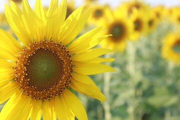 Obraz premium Sunflower fields in a natural setting.