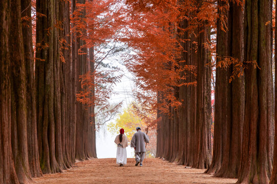 : A couple walking down the iconic Metasequoia lane lined with towering reddish brown trees during peak autumn season at Nami Island in Chuncheon, South Korea.
