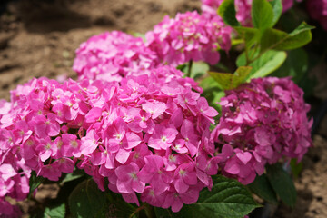 Fototapeta premium Pink Hydrangea Flowers Blooming in a Summer Garden