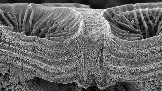Scanning electron microscope image of coral cross section showing layered skeletal growth banding, septal dissepiment crystal fiber orientation pattern, monochrome detail