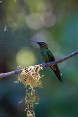 Fototapeta premium Sparkling violetear (Colibri coruscans) Ecuador
