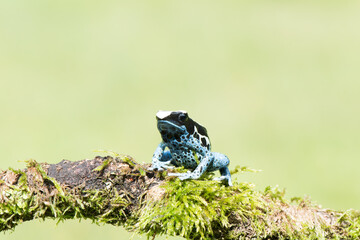 Naklejka premium A beautiful adult female blue dyeing poison dart frog (Dendrobates tinctorius azureus).