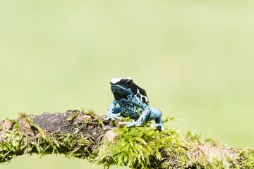 A beautiful adult female blue dyeing poison dart frog (Dendrobates tinctorius azureus). © vaclav