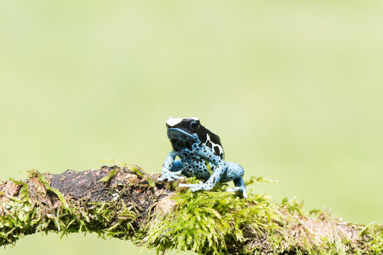 A beautiful adult female blue dyeing poison dart frog (Dendrobates tinctorius azureus).