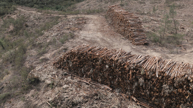 Aerial view of large piles of harvested eucalyptus logs stacked in a cleared forest area for the paper paste industry in Portugal.
