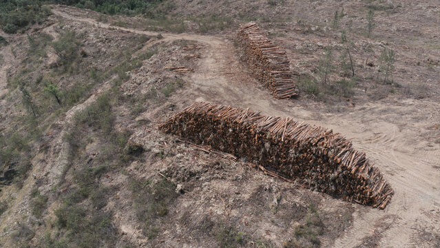 Aerial view of large piles of harvested eucalyptus logs stacked on a dirt clearing in a deforested landscape in Portugal.