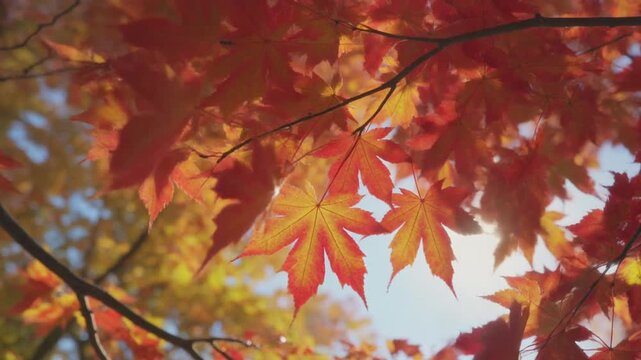 Close-up of beautiful red maple leaves glowing in bright autumn sunlight with a soft, blurred fall forest background.