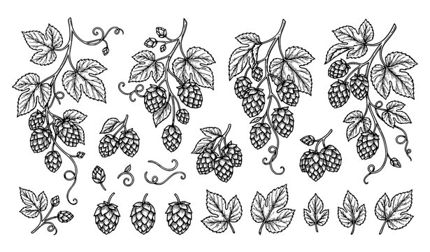 Hand Drawn Hop Plant Branches with Leaves and Cones Vintage Botanical Vector Set