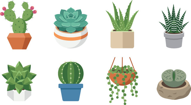 Set of potted succulents and cacti illustration featuring various popular houseplant species and desert plants