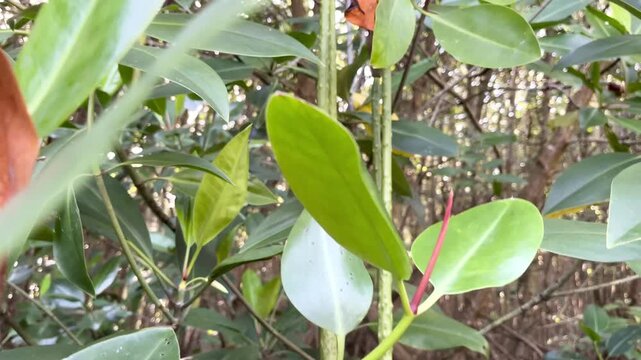 Green Mangrove Propagule of Bruguiera Species Hanging on Tree Showing Viviparous Seed Development in Coastal Ecosystem