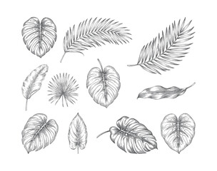 Vintage botanical foliage seamless pattern featuring tropical leaf illustrations © Sadhana