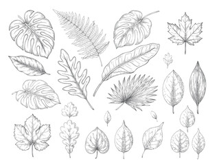 Seamless tropical leaf botanical engraving pattern isolated on white background © Sadhana