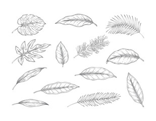 Seamless tropical leaf botanical engraving pattern isolated on white background © Sadhana