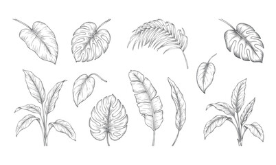 Vintage engraved tropical foliage botanical illustration isolated on white © Sadhana