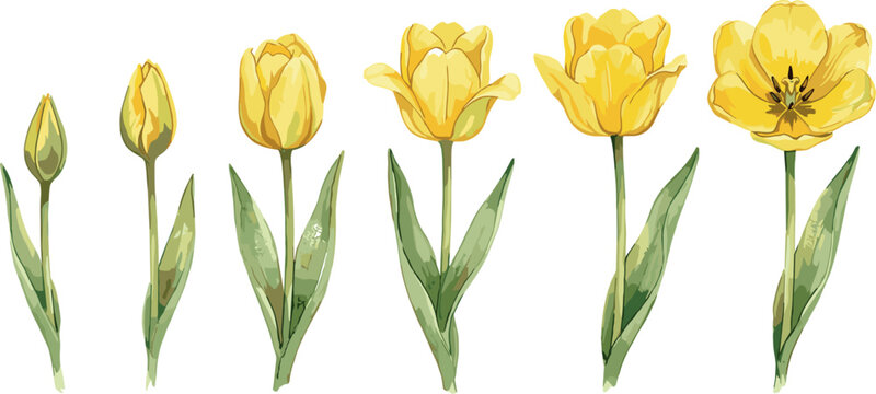 Watercolor yellow tulip life cycle set showing stages of growth from bud to full bloom isolated on white background vector illustration