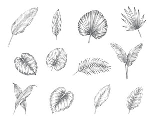 Botanical foliage engraving set featuring assorted tropical leaf specimens © Sadhana