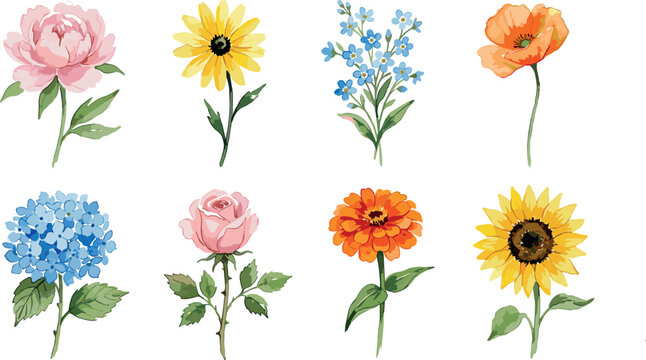 Watercolor garden flowers botanical collection set featuring rose sunflower peony hydrangea poppy and zinnia elements isolated on white background vector illustration