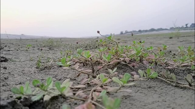Wild Creeping Plant Stems On Coarse Silt Land