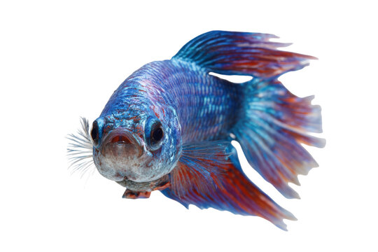 Blue betta fish facing forward with spread fins