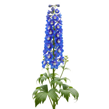 Blue delphinium flower standing tall